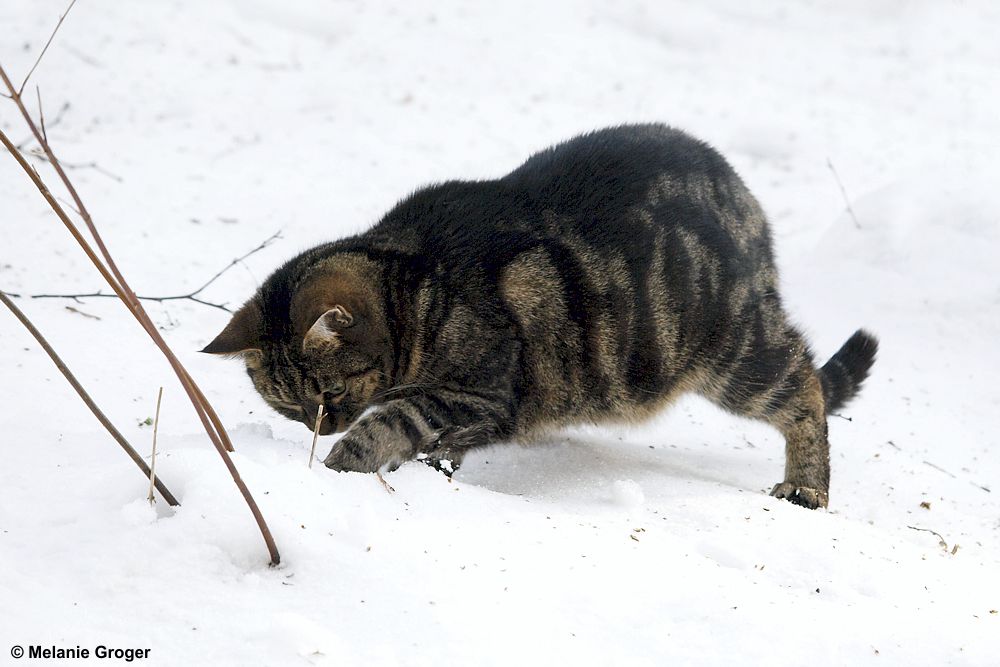 Winter Impressionen